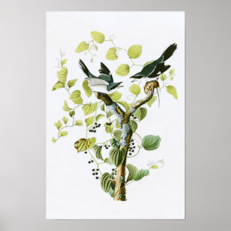 Poster Loggerhead Shrike John Audubon Birds da América