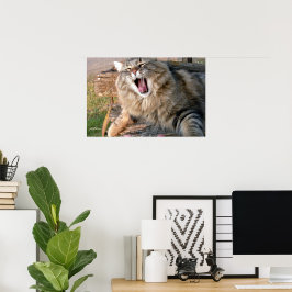 Poster LOL Maine Coon