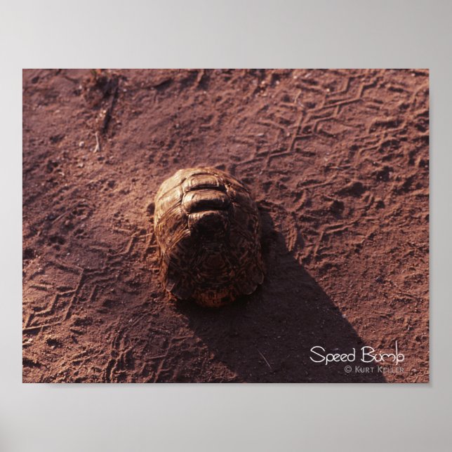 Poster Lombada (Frente)