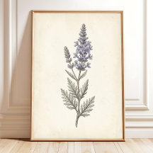 Lona Botânica de Salvia Russa Vintage