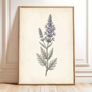 Poster Lona Botânica de Salvia Russa Vintage