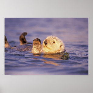 Póster Londras-marinhas, Enhydra lutris