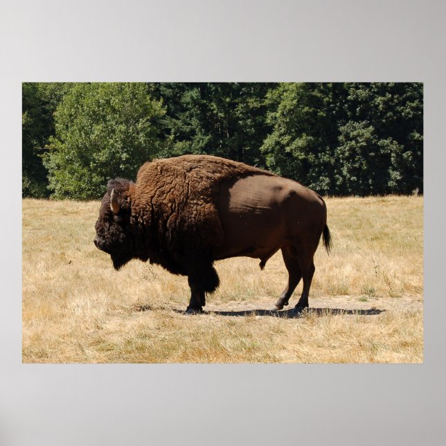 Poster Lone Buffalo (Frente)