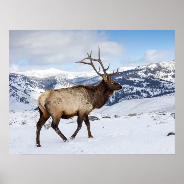 Poster Lone Bull Elk | Parque Nacional Yellowstone (Frente)