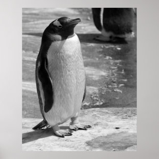 Poster "Lone Penguin"