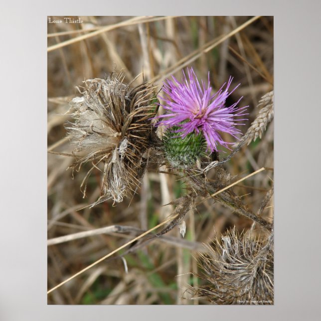 Poster Lone Thistle (Frente)