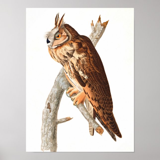 Poster Long Eared Owl por John James Audubon (Frente)