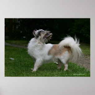 Póster Long Haired Chihuahua olhando para a câmera
