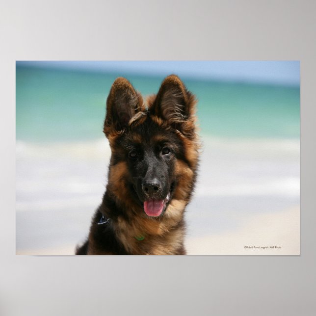 Poster Long Haired German shepherd Beach (Frente)