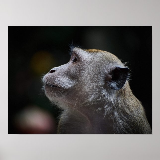 Poster Long-Tailed Macaque Close-Up (Frente)