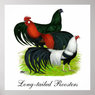 Poster Long-tailed Rooster Trio