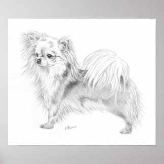 Poster Longcoat Chihuahua Champion
