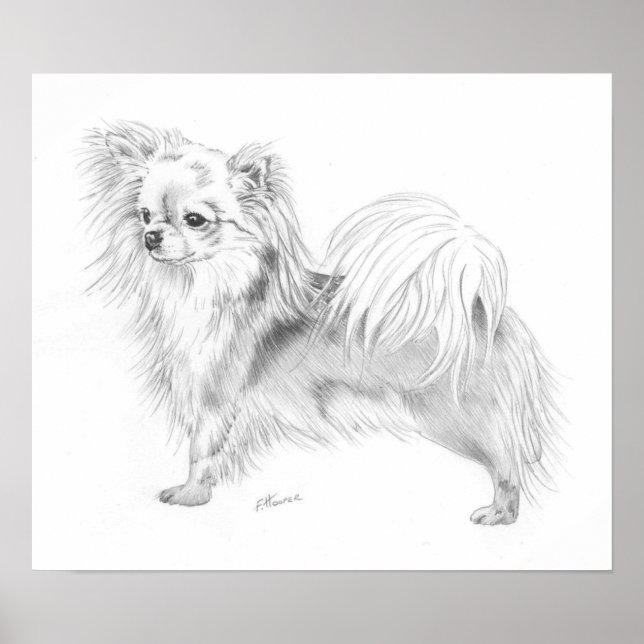 Poster Longcoat Chihuahua Champion (Frente)