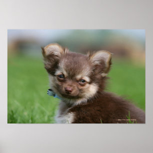 Poster Longhaired Chihuahua Puppy Olhando para a câmera