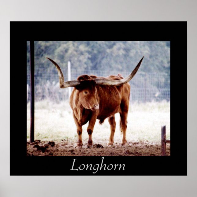 Poster Longhorn (Frente)