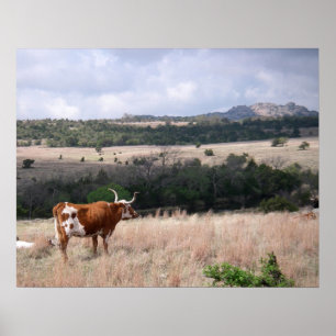 Póster Longhorn na reserva natural das montanhas de