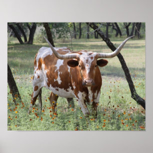 Poster Longhorns
