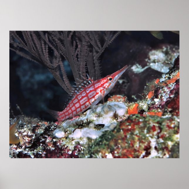 Poster Longnose Hawkfish (Frente)