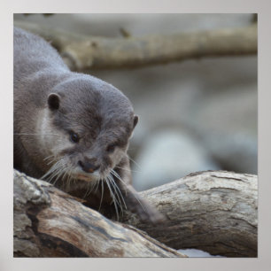 Póster Lontra adorável