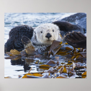 Póster Lontra marinha envolta em kelp