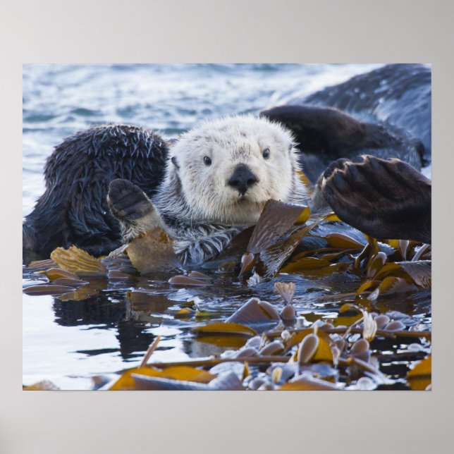 Póster Lontra marinha envolta em kelp (Frente)