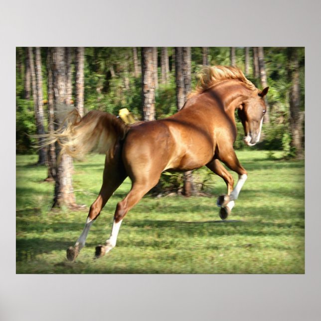 Poster Lookie Lou se divertindo (Frente)