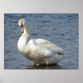 Poster Looking Around