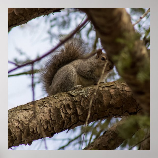 Poster Looking Down (Frente)
