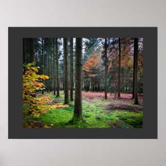 Poster "Looking through trees in the Belgian Ardennes"