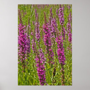 Póster Loosestrife roxo