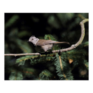 Póster Lophophanes cristatus