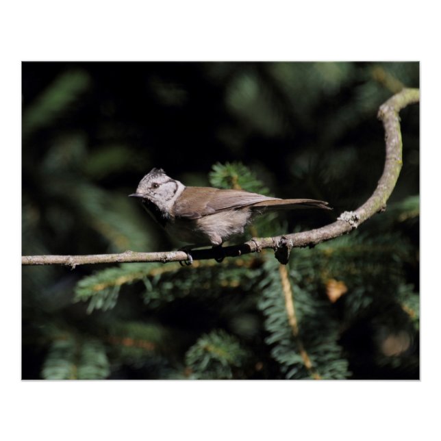 Póster Lophophanes cristatus (Frente)