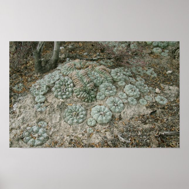 Poster Lophophora williamsii - Peyote (Frente)