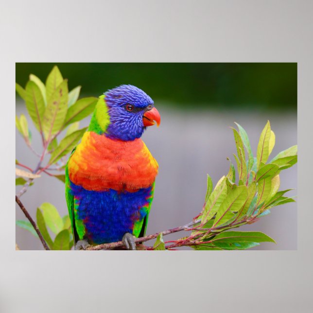Poster Lorikeet Bird (Frente)