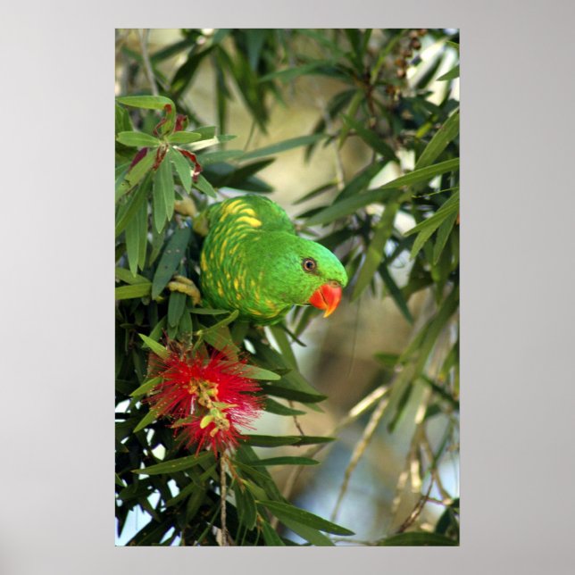 Póster Lorikeet de ruptura escalável (Frente)