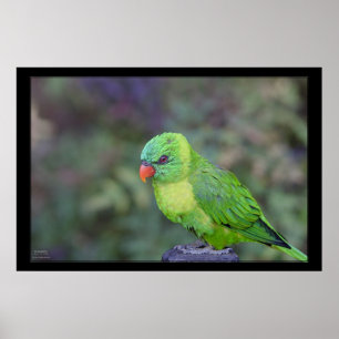 Póster Lorikeet verde