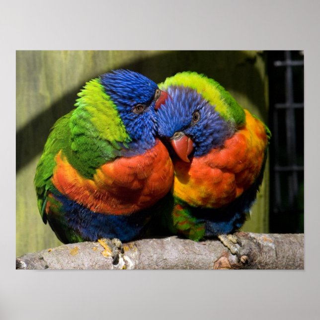 Póster Lorikeets (Frente)