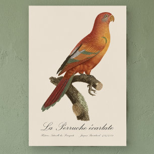 Poster Lório-vermelho ou Eos Borneu, Trichoglossus borneu
