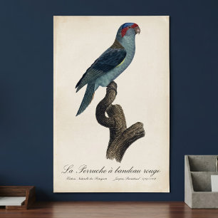 Poster Loriqueito-azul, Trichoglossus concinnus