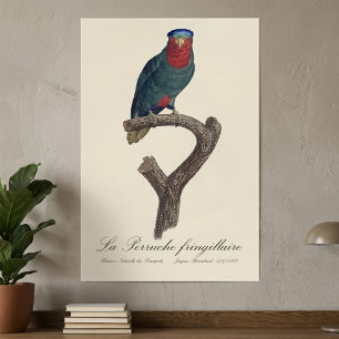 Poster Loriqueut de Coroa Azul, Vini Australis