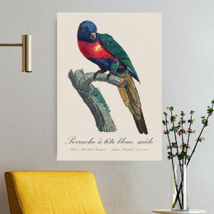 Poster Loriqueuta Arco-íris Macho, Trichoglossus Moluccan