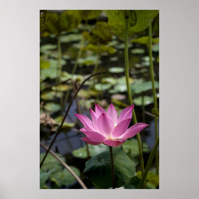 Poster Lotus (Frente)