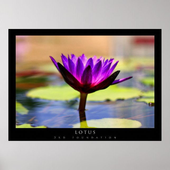 Poster Lotus (Frente)