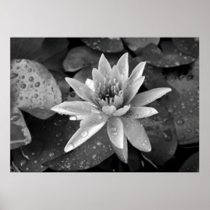 Poster Lotus