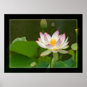 Póster Lotus
