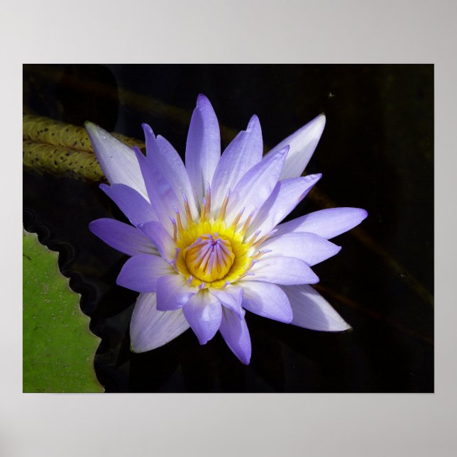 Póster lotus azul Nil (Frente)