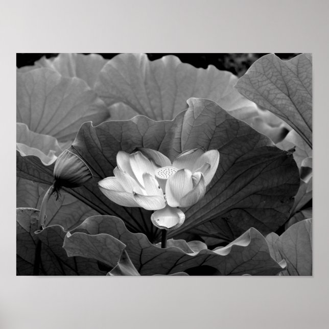 Poster Lotus Bloom em Preto e Branco (Frente)