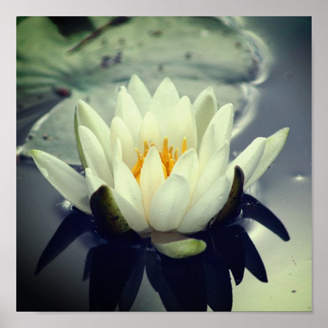 Poster Lotus Blossom (Frente)