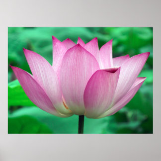 Poster Lotus Blossom