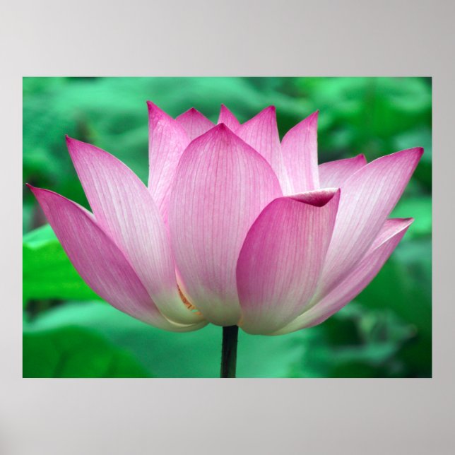 Poster Lotus Blossom (Frente)